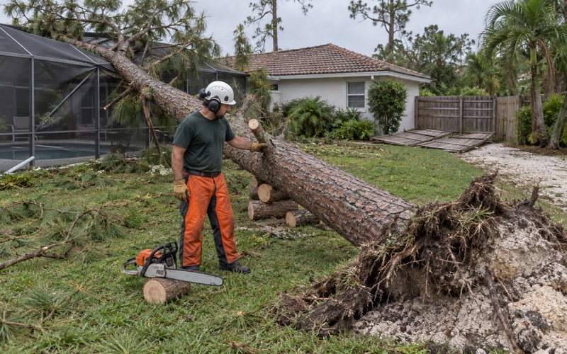 Worker at the limb butt of a windthrown slash pine caught on a Bonita Springs pool cage.